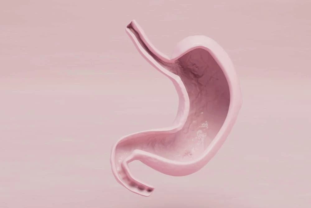 GI gastroenterologist in 3071 Perry Ave, Bronx, NY 10467 — 3D illustration of a healthy human stomach, representing expert diagnosis and treatment of digestive conditions.